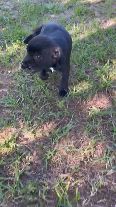 Enlarge Rosemary, a Adopted Mixed Breed in Goldsboro, NC video 3/3