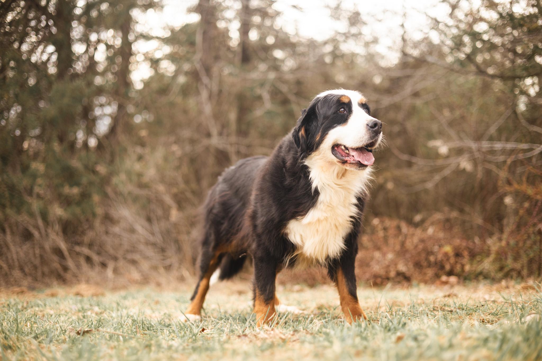 Bernese Mountain Dogs for Adoption in Fairborn, Ohio | Petfinder