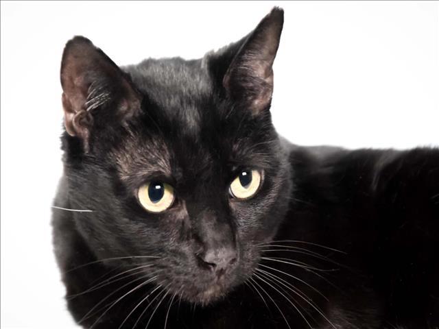 LAURA, Adoptable, Adult Female Domestic Short Hair.