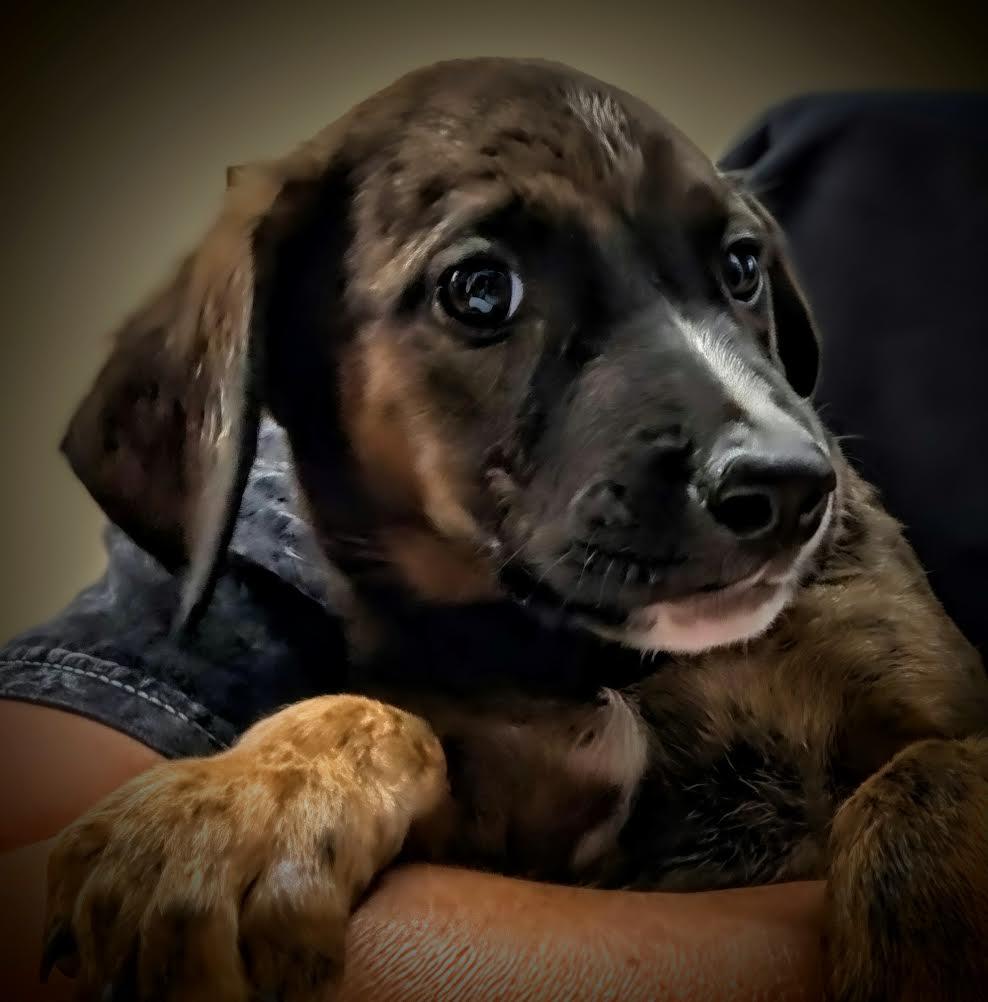 Gouda, ADOPTABLE, Puppy Female Doberman Pinscher & Saint Bernard.
