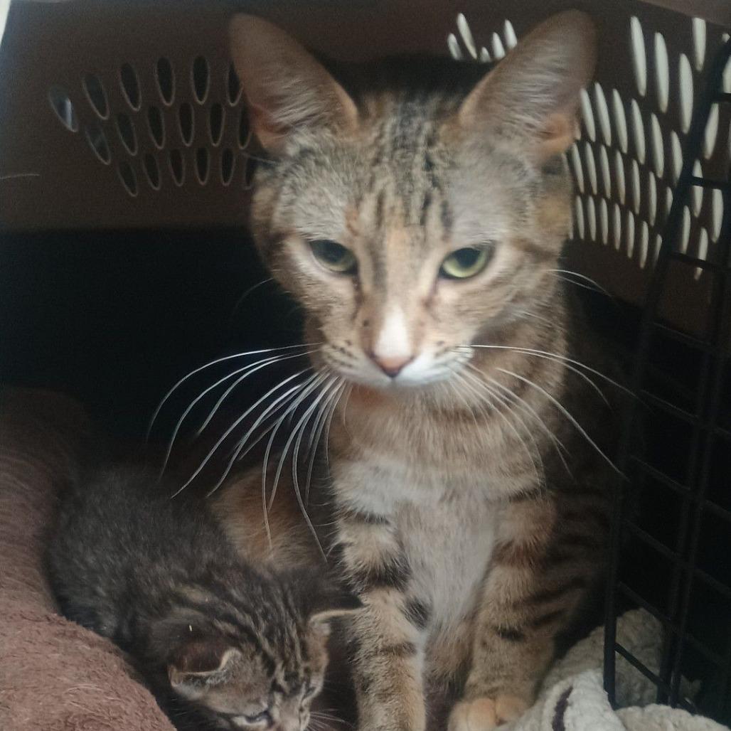 Susan, Adoptable, Adult Female Domestic Short Hair.