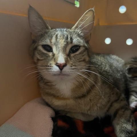 Enlarge Susan, a Adoptable Domestic Short Hair in Chaska, MN image 2/4