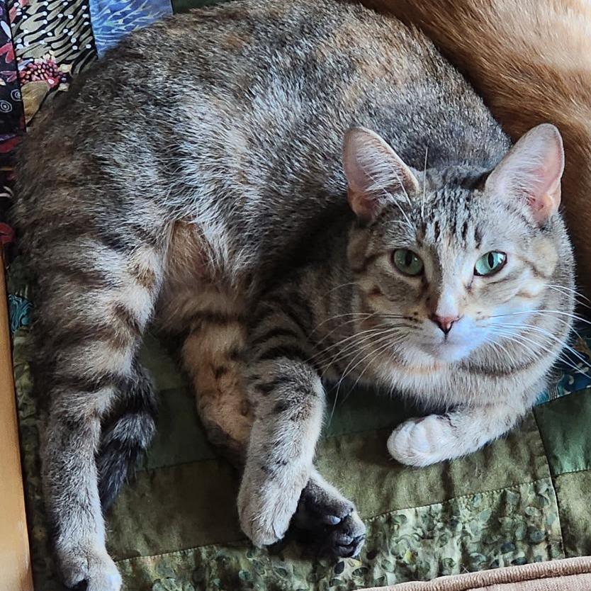 Enlarge Susan, a Adoptable Domestic Short Hair in Chaska, MN image 3/4