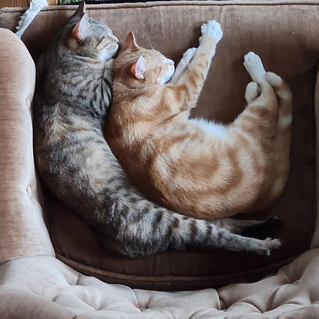 Enlarge Susan, a Adoptable Domestic Short Hair in Chaska, MN image 4/4