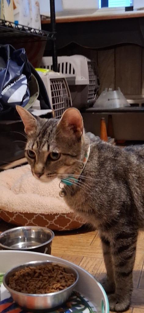 Margie, Adoptable, Adult Female American Shorthair.