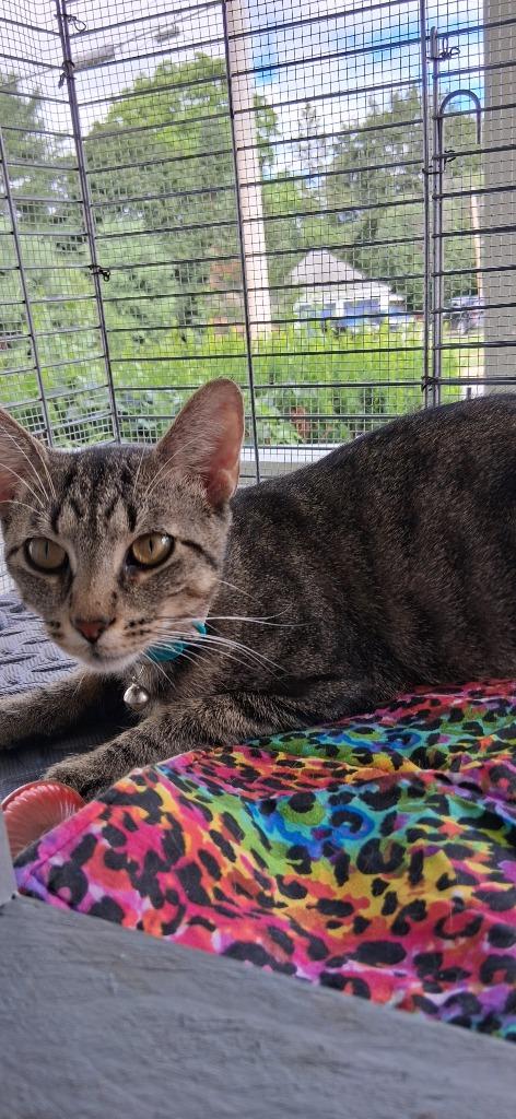 Margie, Adoptable, Young Female American Shorthair.
