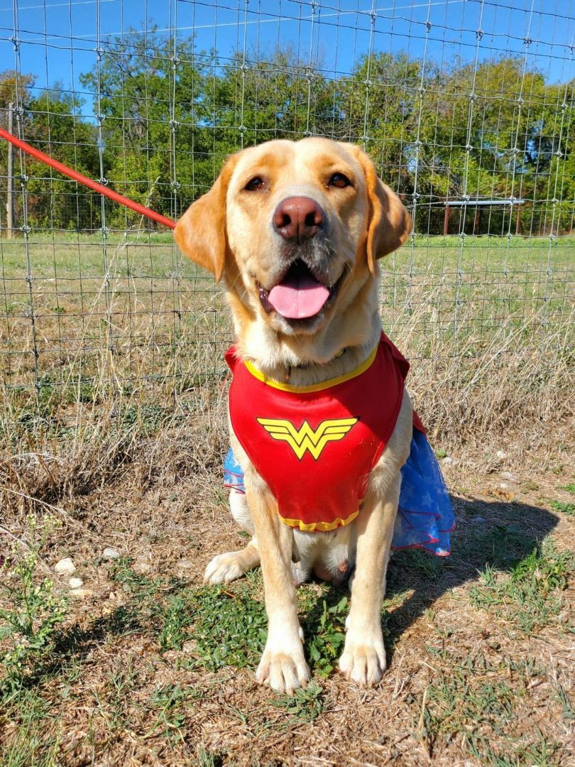 Enlarge Clarabell, a Adopted Labrador Retriever in Clifton, TX image 1/1