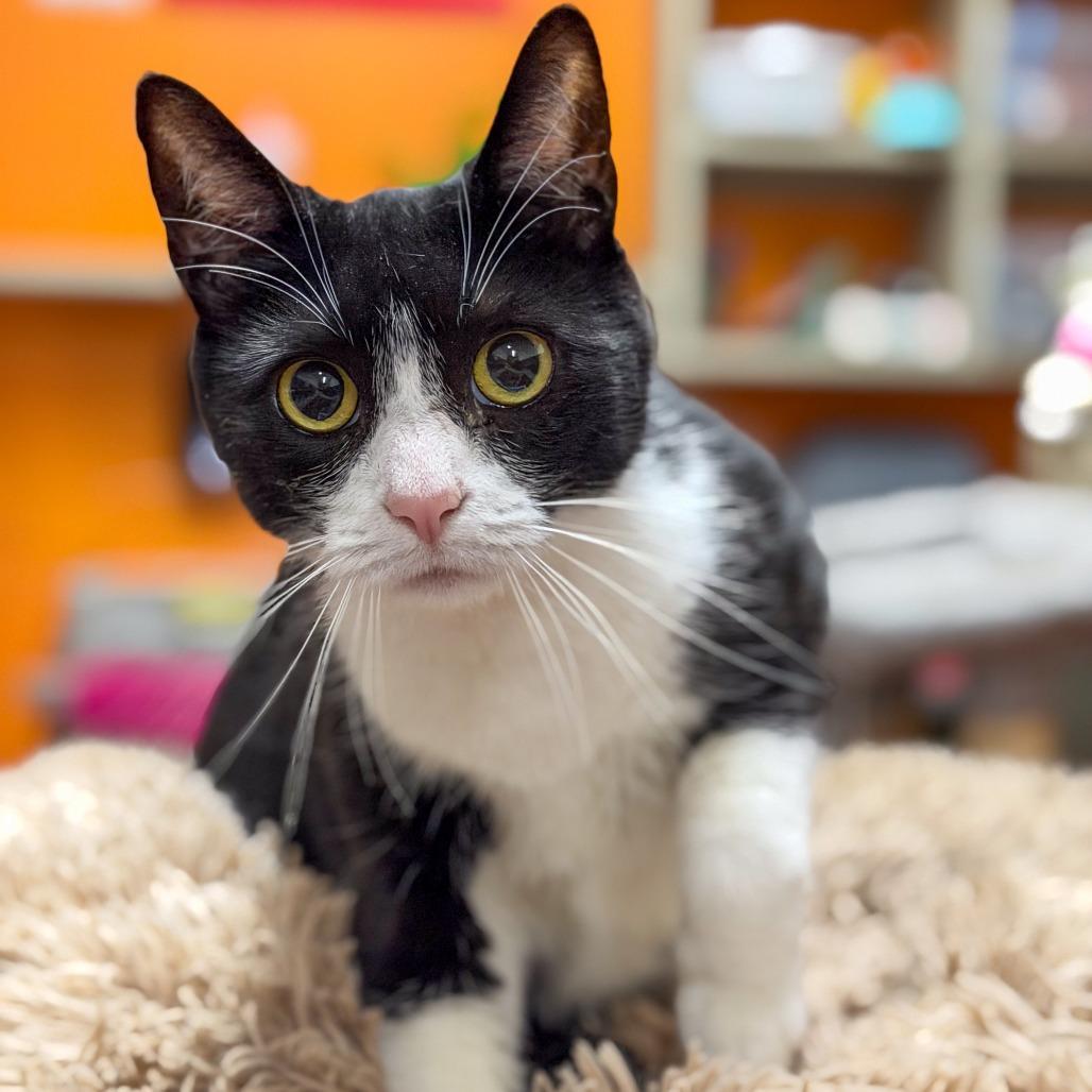 Loki, Adoptable, Adult Male Domestic Short Hair & Mixed Breed.