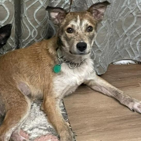 Enlarge Clyde, a Adoptable Mixed Breed in Sioux Falls, SD image 1/6