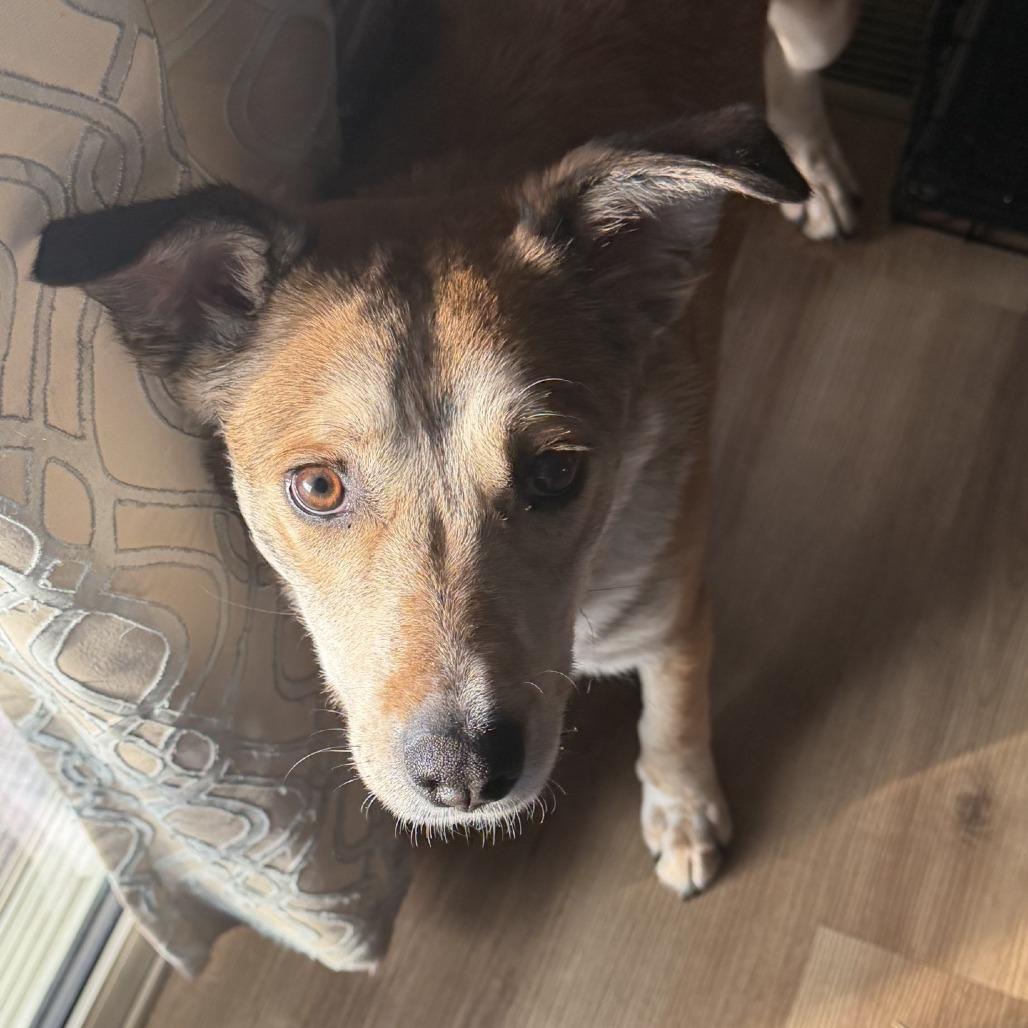 Enlarge Clyde, a Adoptable Mixed Breed in Sioux Falls, SD image 2/6