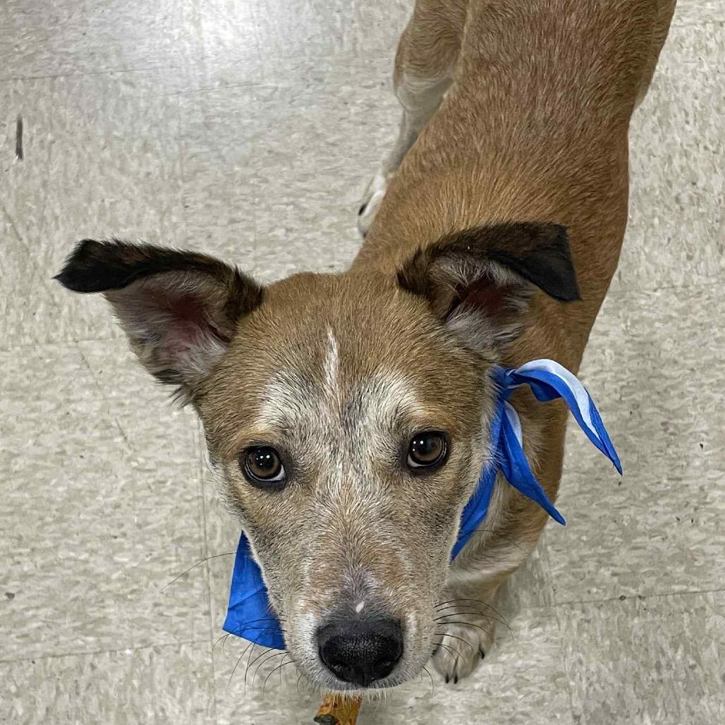 Enlarge Clyde, a Adoptable Mixed Breed in Sioux Falls, SD image 3/6