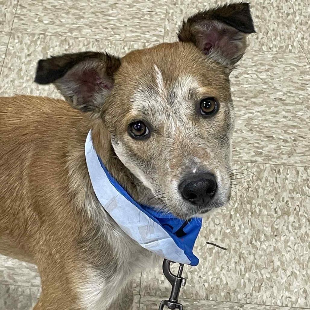 Enlarge Clyde, a Adoptable Mixed Breed in Sioux Falls, SD image 4/6