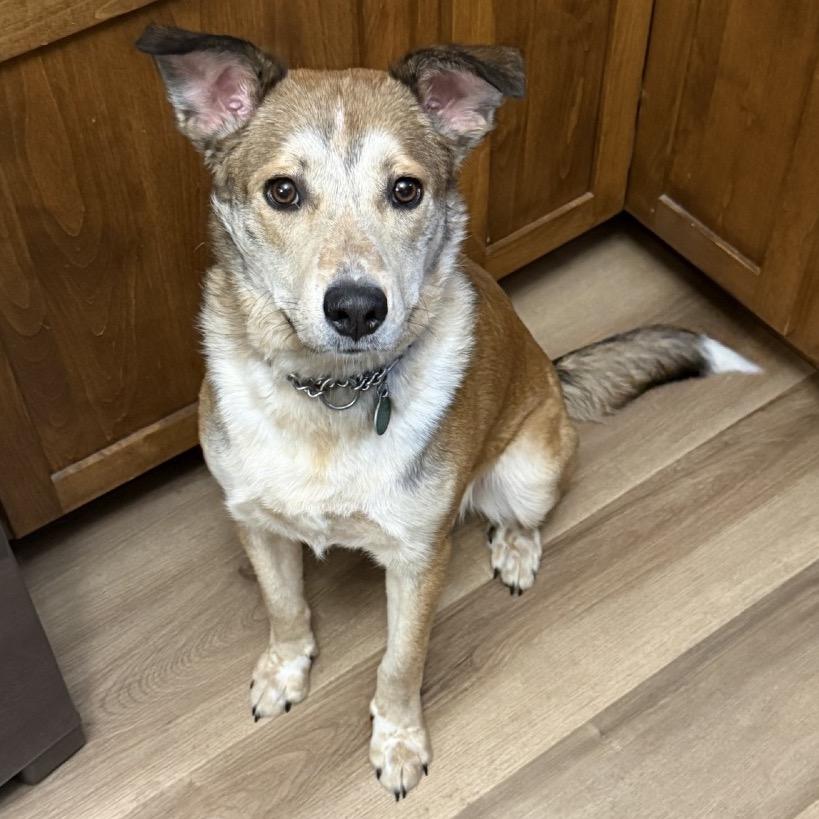 Enlarge Clyde, a Adoptable Mixed Breed in Sioux Falls, SD image 5/6