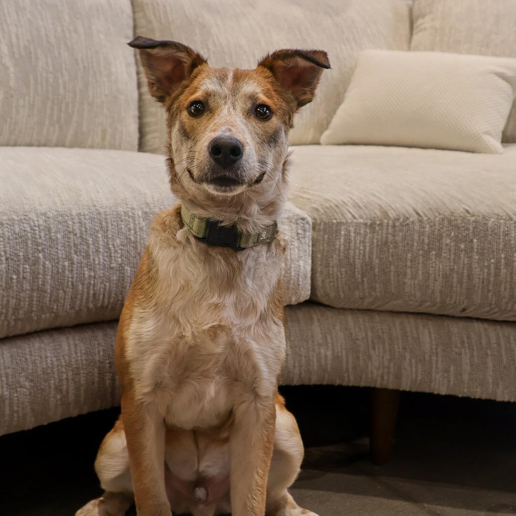 Enlarge Clyde, a Adoptable Mixed Breed in Sioux Falls, SD image 6/6