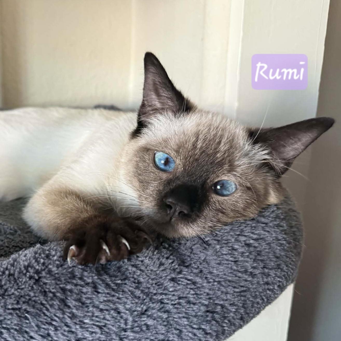 Enlarge :::Rumi:::, an adopted mixed breed in Yorba Linda, CA image 1/6