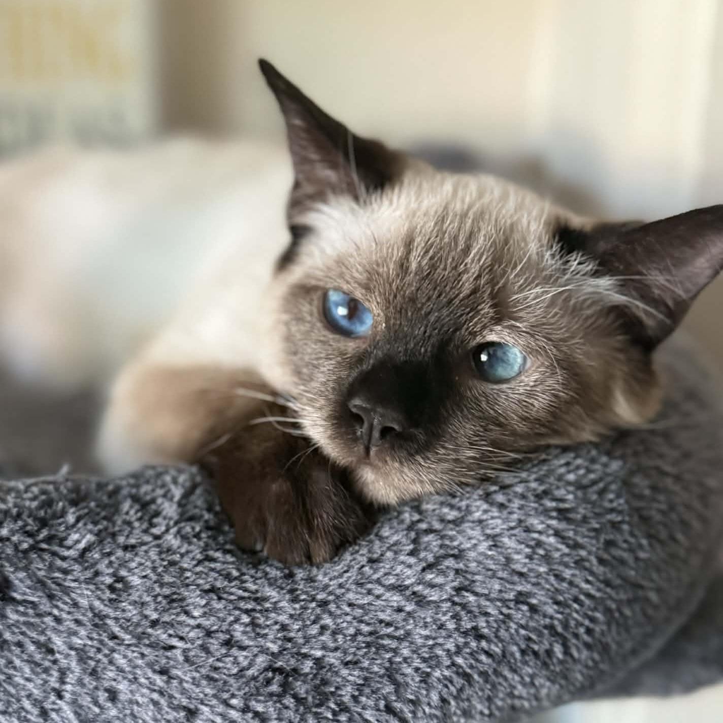 Enlarge :::Rumi:::, an adopted mixed breed in Yorba Linda, CA image 3/6