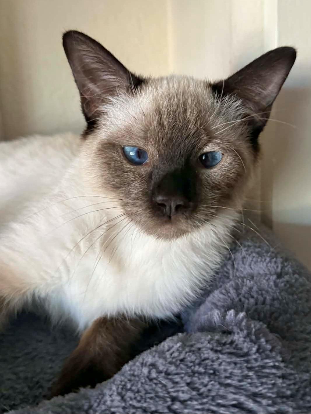 Enlarge :::Rumi:::, an adopted mixed breed in Yorba Linda, CA image 4/6