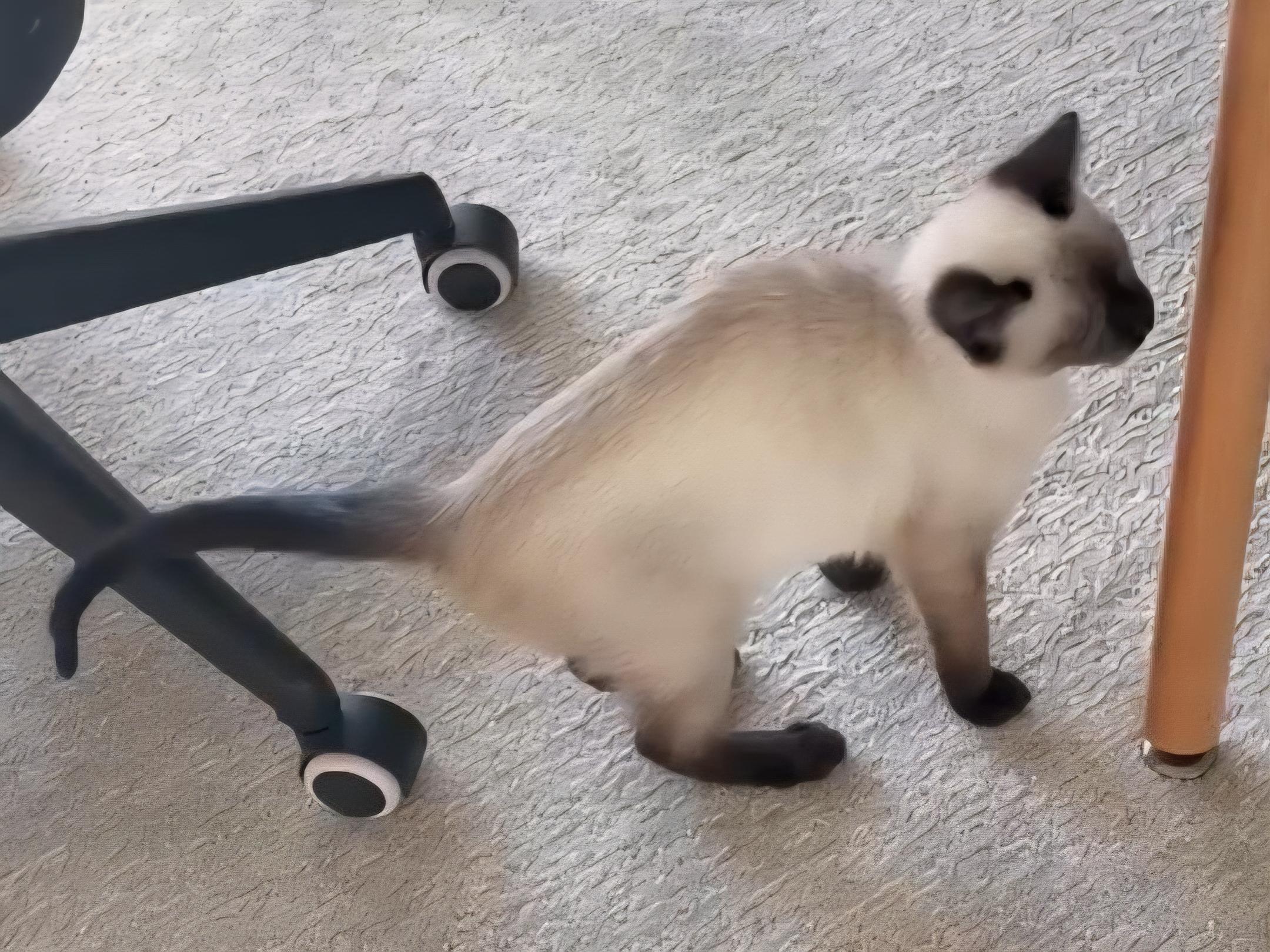 Enlarge :::Rumi:::, an adopted mixed breed in Yorba Linda, CA image 6/6