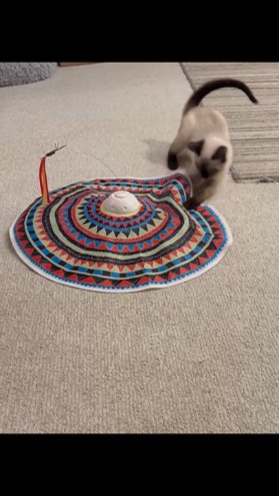 Enlarge :::Rumi:::, an adopted mixed breed in Yorba Linda, CA video 2/6