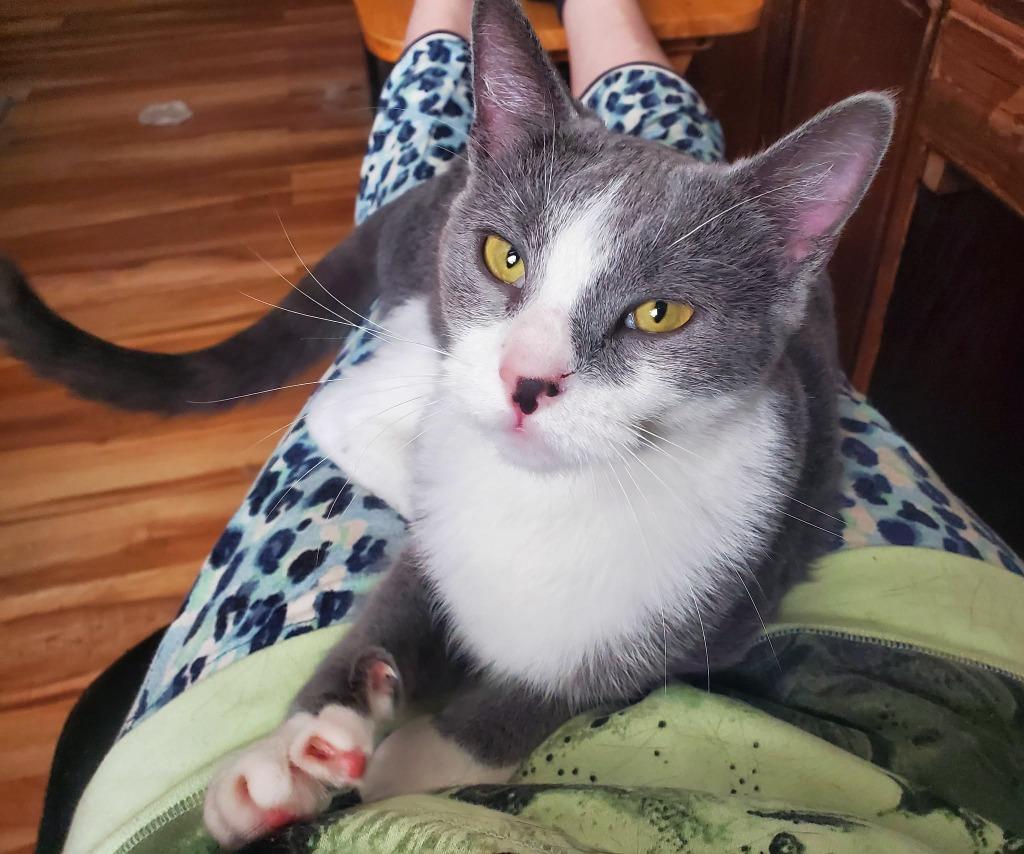 Enlarge Mabel, a Adoptable Domestic Short Hair in Gorham, ME image 1/1