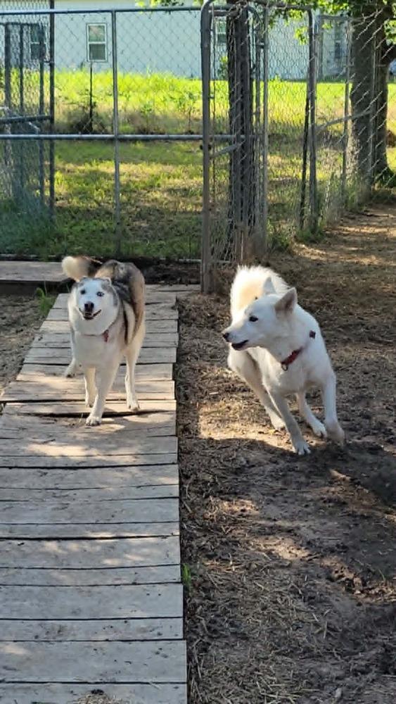 Aurora, Adoptable, Adult Female Siberian Husky.