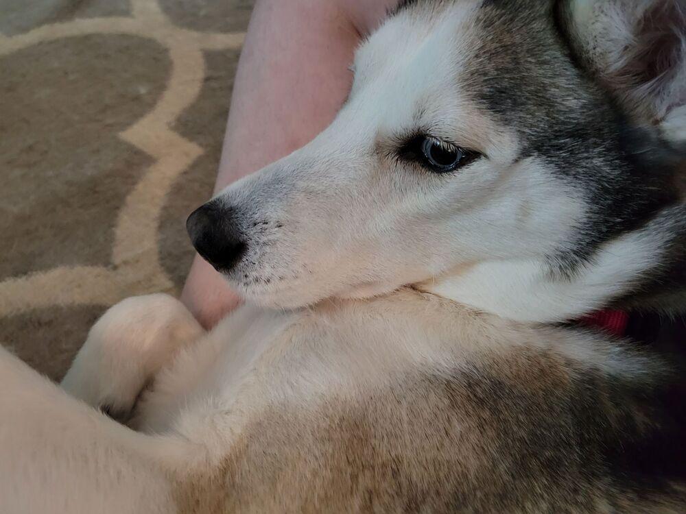 Enlarge Aurora, a Adoptable Siberian Husky in Hutto, TX image 2/6