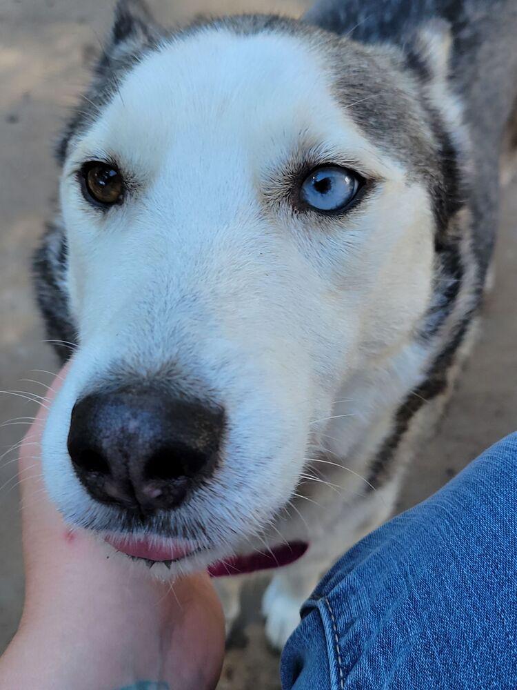Enlarge Aurora, a Adoptable Siberian Husky in Hutto, TX image 3/6