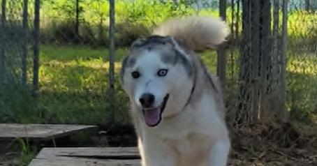 Enlarge Aurora, a Adoptable Siberian Husky in Hutto, TX image 4/6