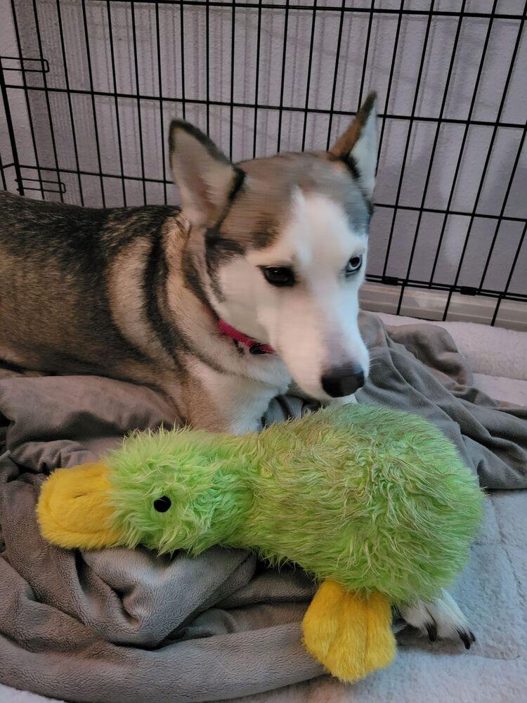 Enlarge Aurora, a Adoptable Siberian Husky in Hutto, TX image 5/6