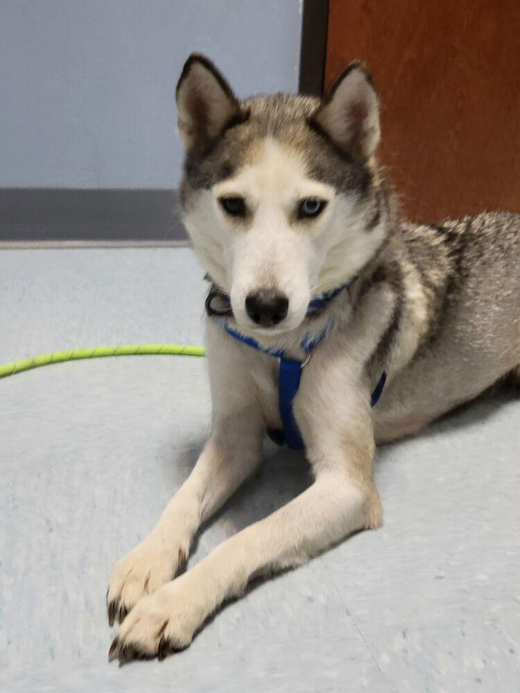 Enlarge Aurora, a Adoptable Siberian Husky in Hutto, TX image 6/6