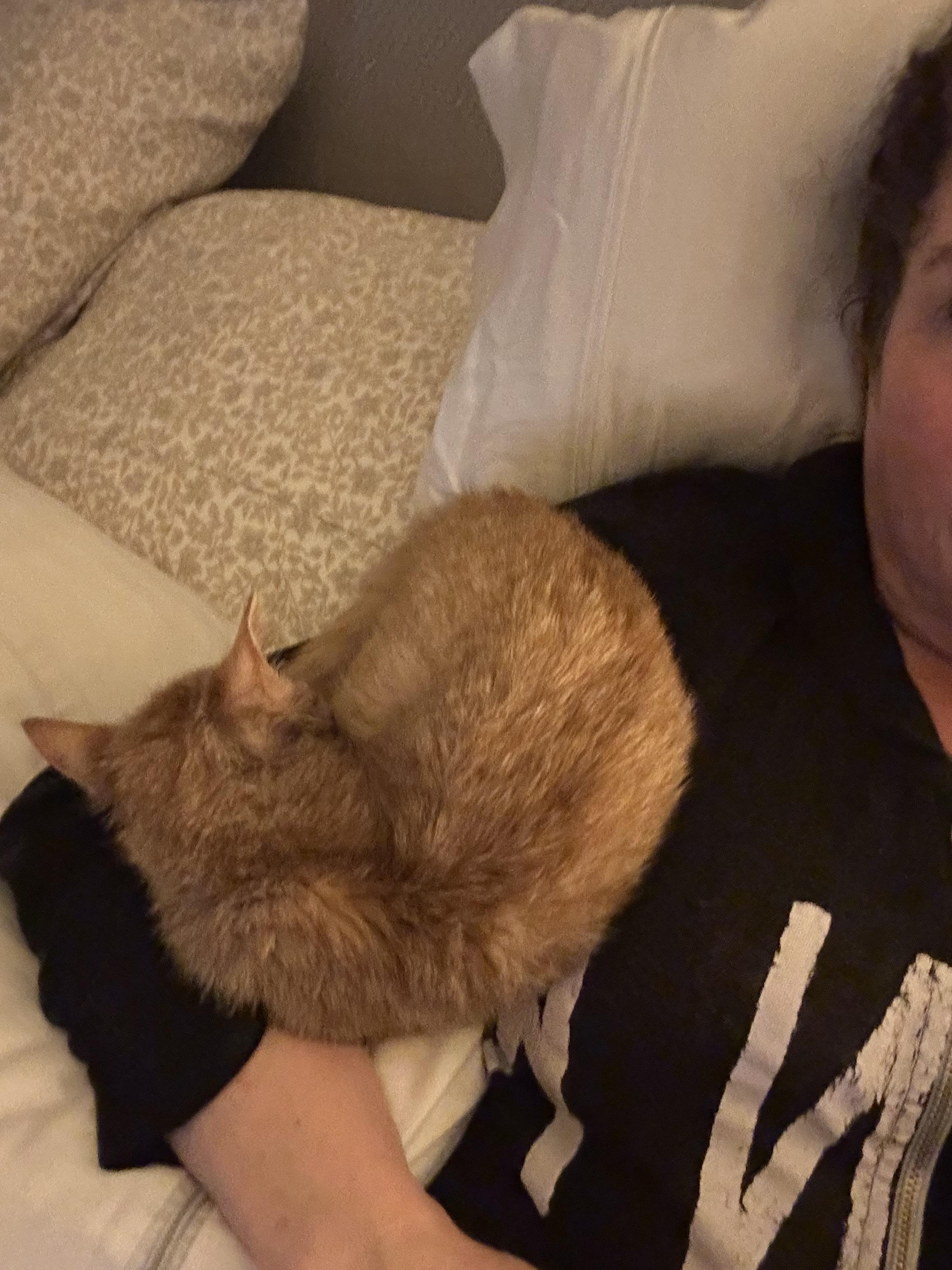 Rusty, a ADOPTABLE Domestic Short Hair in Mineral Point, WI image 4/5