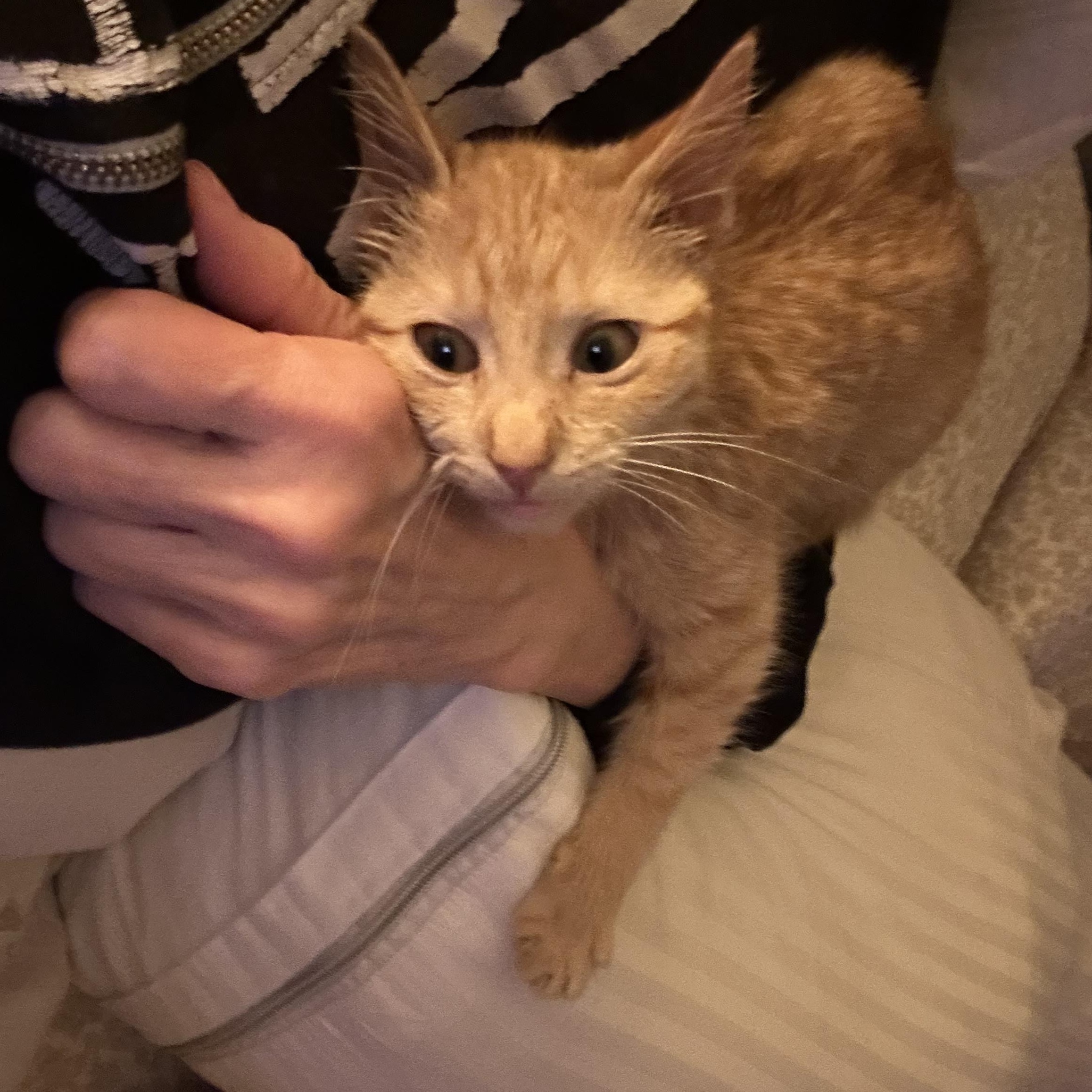 Rusty, a ADOPTABLE Domestic Short Hair in Mineral Point, WI image 5/5