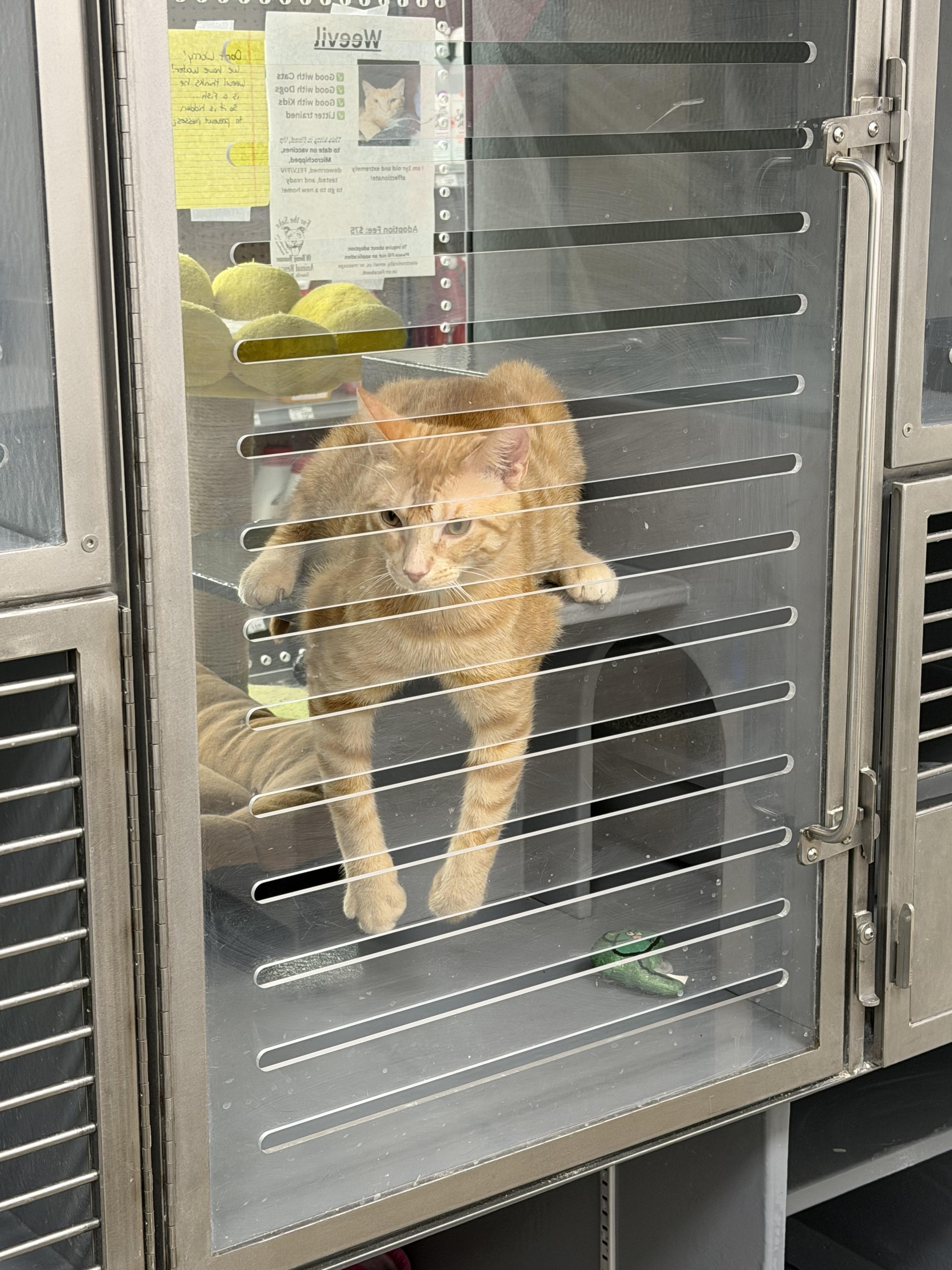 Weevil, ADOPTABLE, Adult Male Domestic Short Hair.