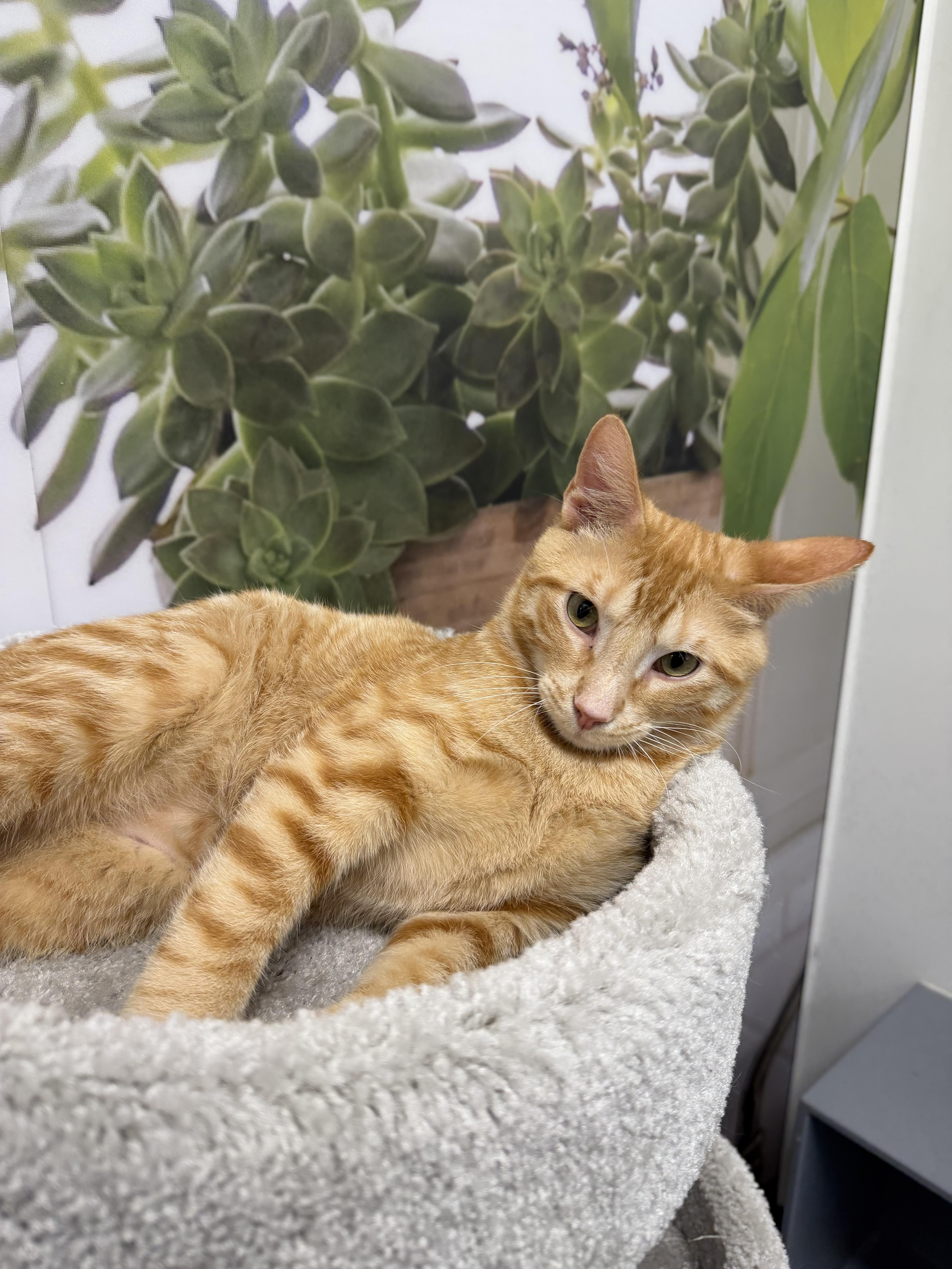 Enlarge Weevil, a ADOPTABLE Domestic Short Hair in fennville, MI image 2/3