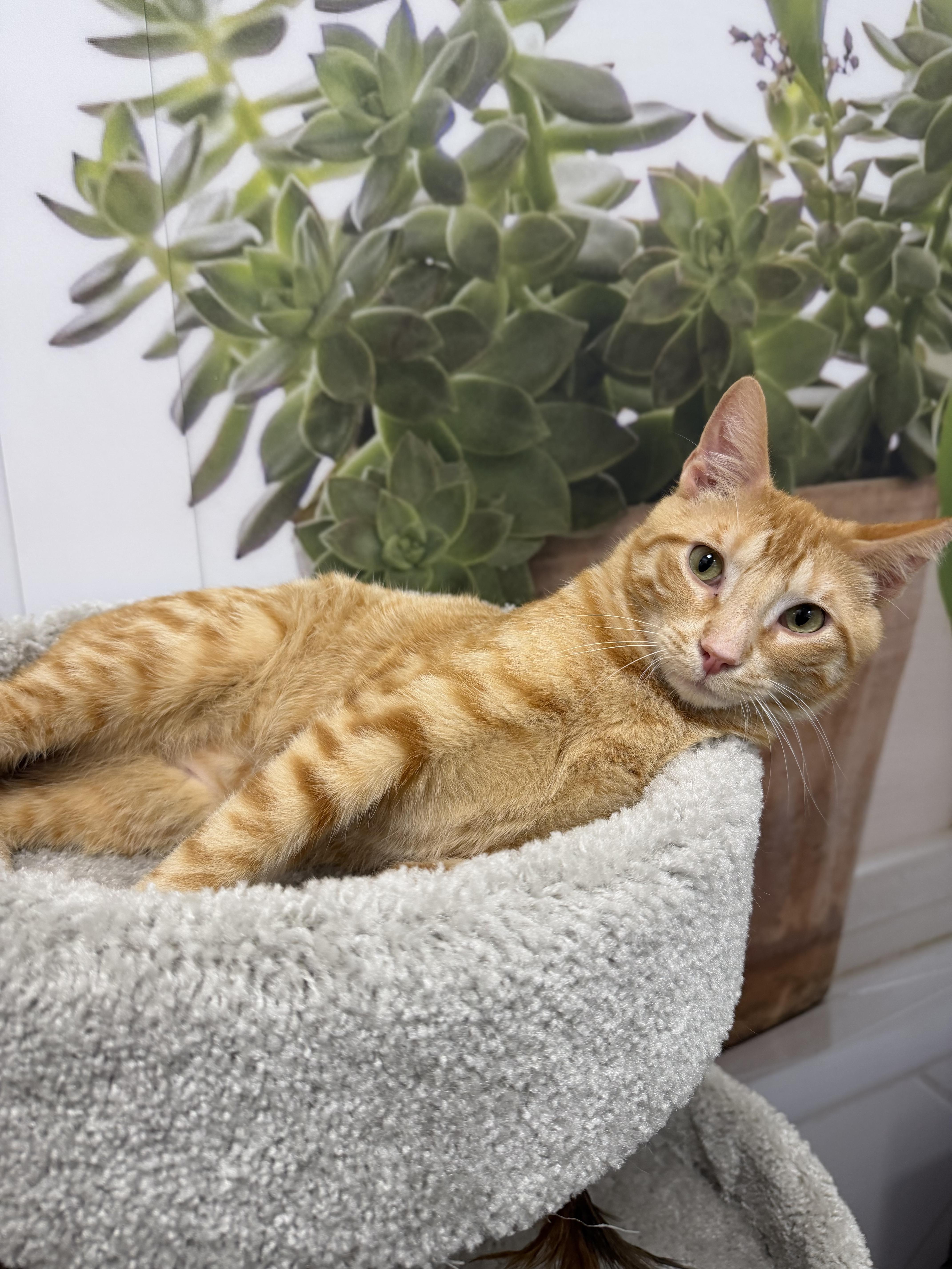 Enlarge Weevil, a ADOPTABLE Domestic Short Hair in fennville, MI image 3/3