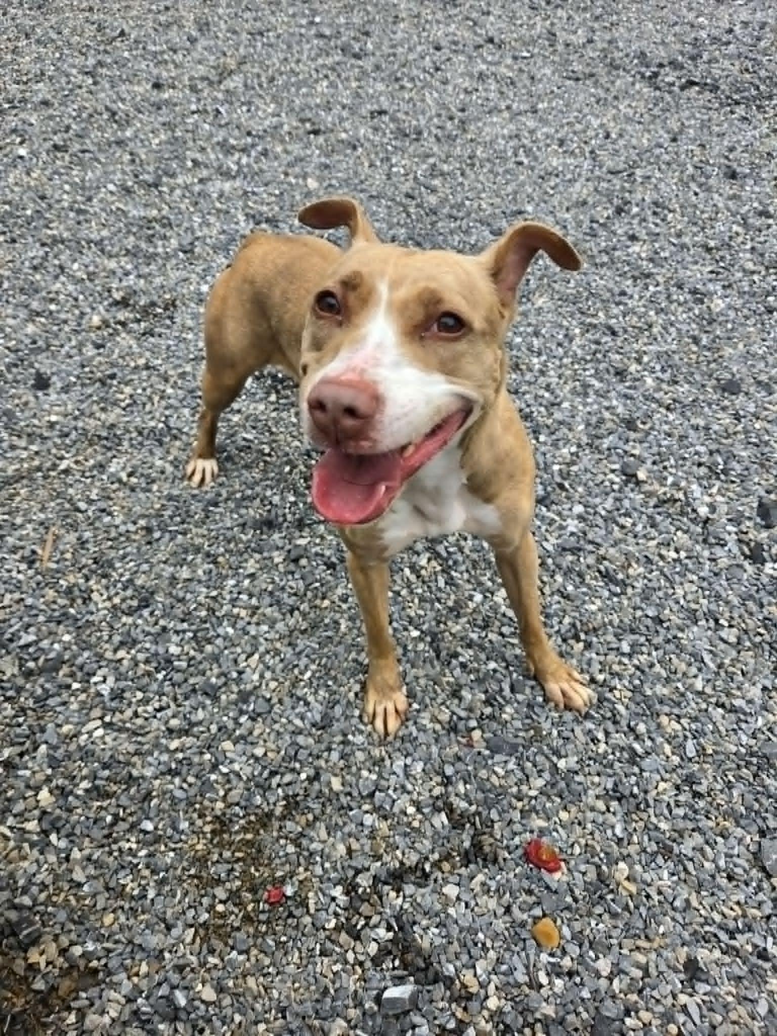 Enlarge Rhea, a Adoptable mixed breed in Lock Haven, PA image 2/2