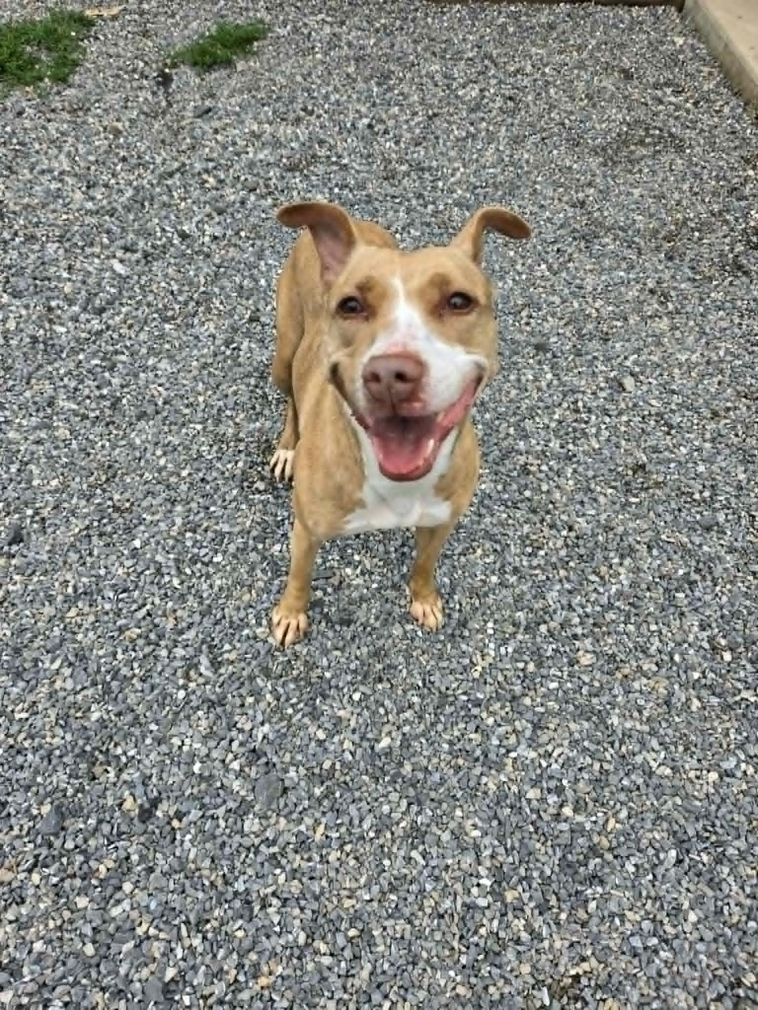 Rhea, Adoptable, Adult Female Terrier.
