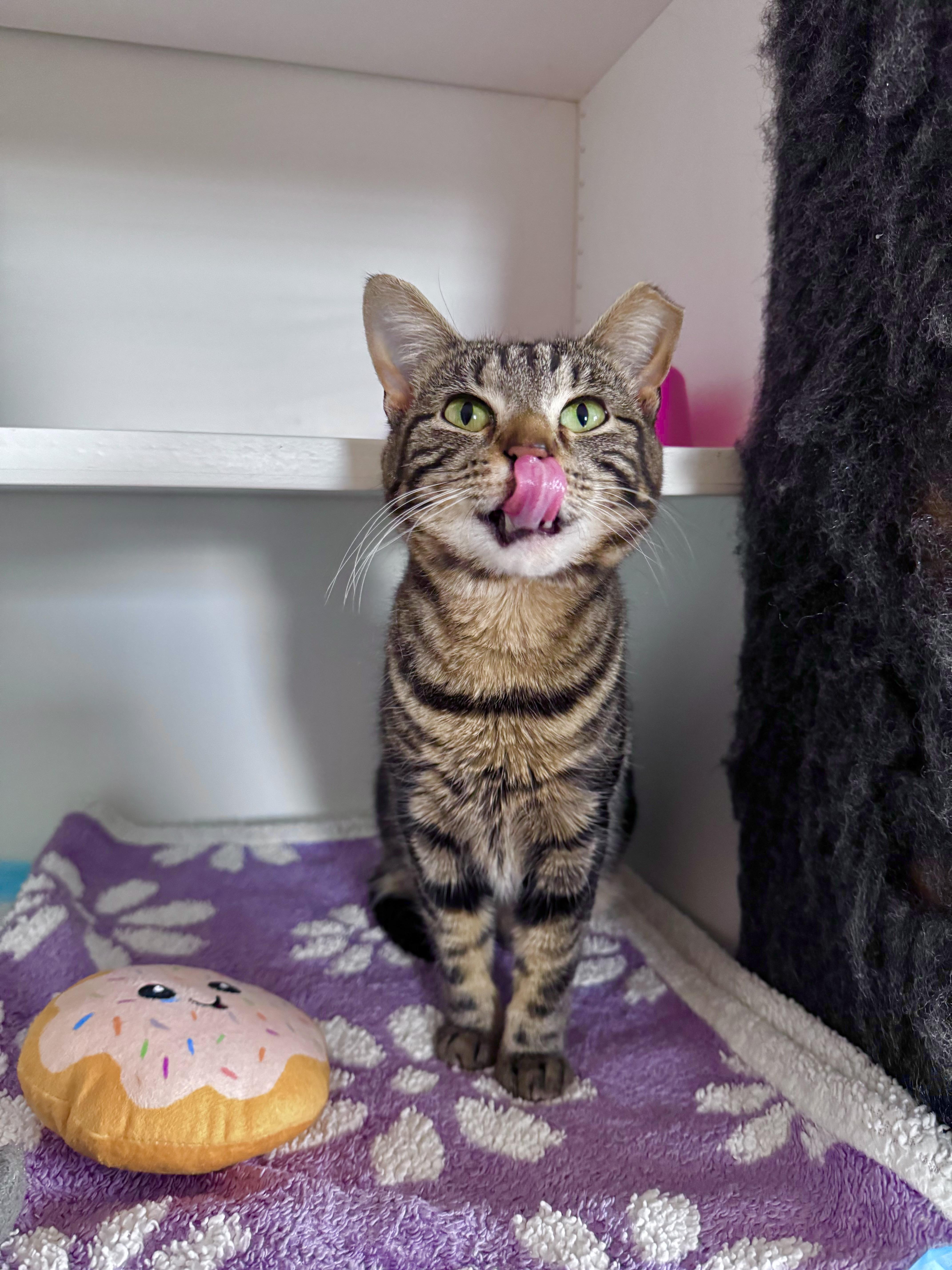 Enlarge Meena, a ADOPTABLE Domestic Short Hair in Ramsey, NJ image 3/6