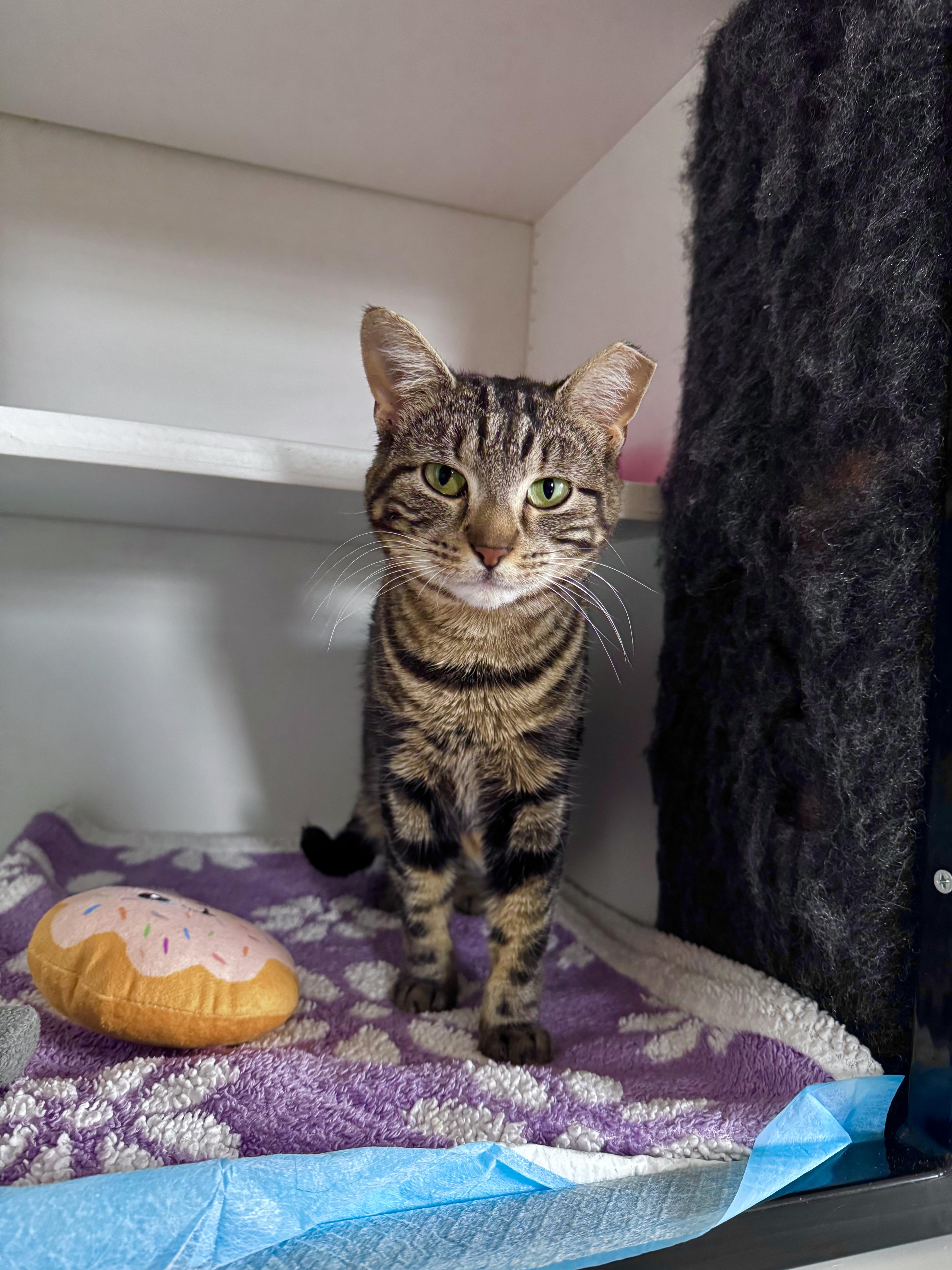 Enlarge Meena, a ADOPTABLE Domestic Short Hair in Ramsey, NJ image 5/6