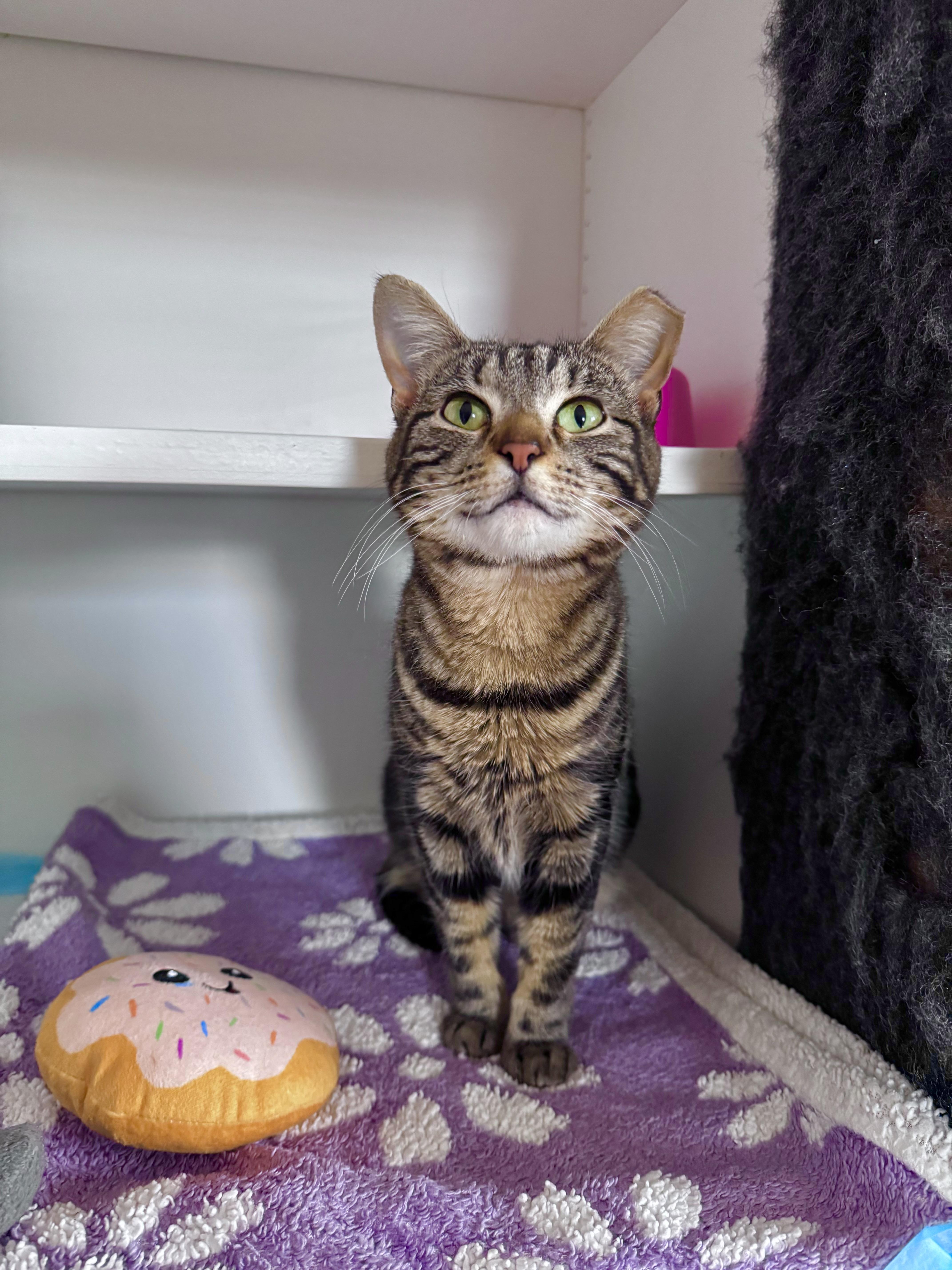 Enlarge Meena, a ADOPTABLE Domestic Short Hair in Ramsey, NJ image 1/6