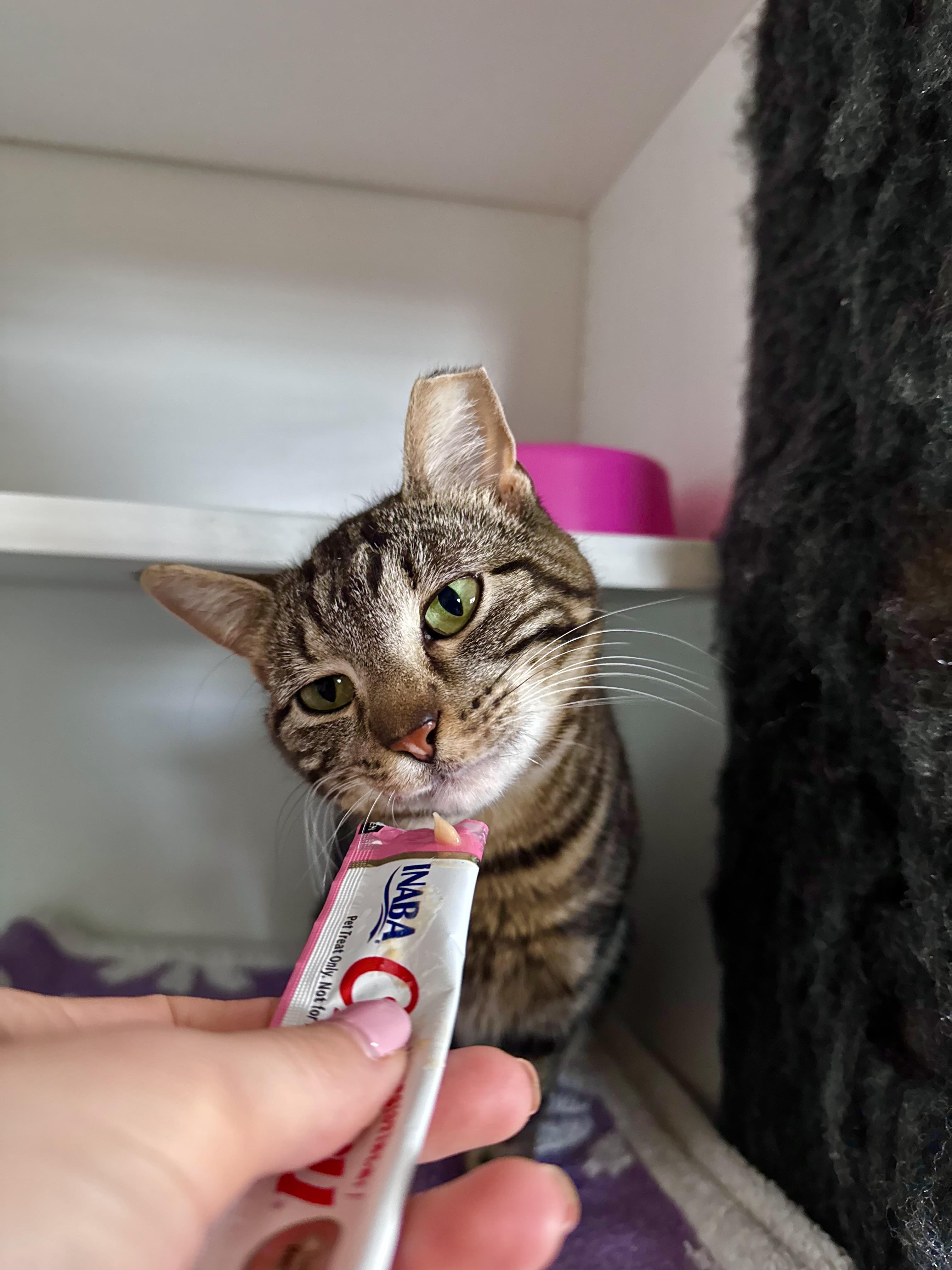 Enlarge Meena, a ADOPTABLE Domestic Short Hair in Ramsey, NJ image 2/6