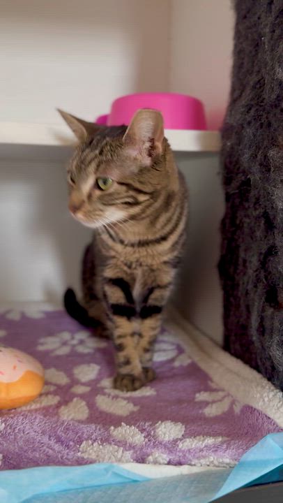 Enlarge Meena, a ADOPTABLE Domestic Short Hair in Ramsey, NJ video 4/6