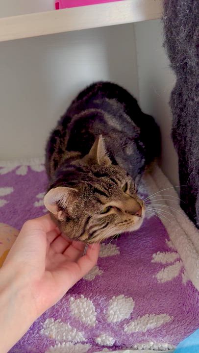 Enlarge Meena, a ADOPTABLE Domestic Short Hair in Ramsey, NJ video 6/6