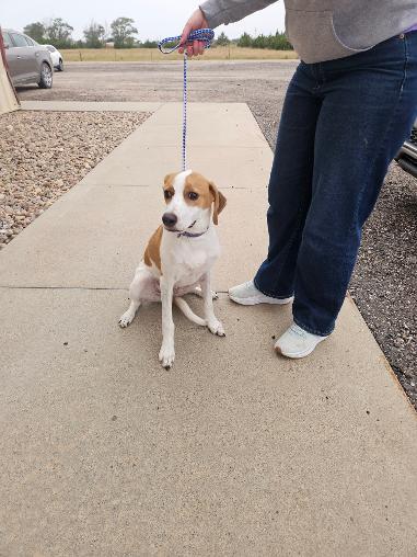 Charlie/Ellie, Adoptable, Young Female Smooth Fox Terrier.