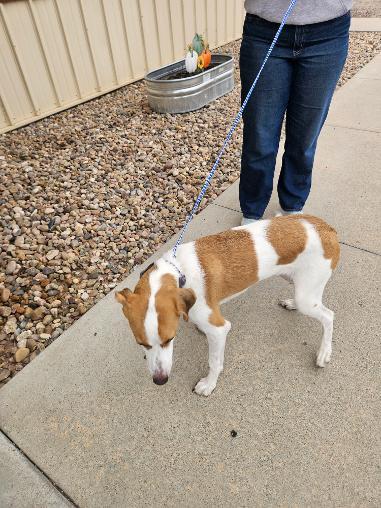 Enlarge Charlie/Ellie, a Adoptable Smooth Fox Terrier in Norton, KS image 6/6