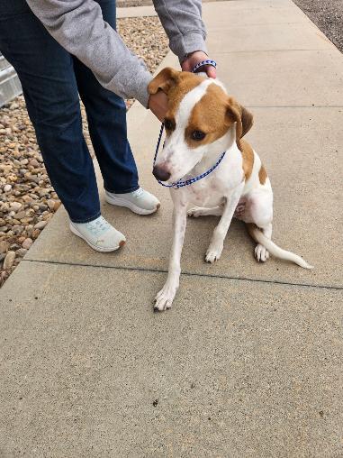 Enlarge Charlie/Ellie, a Adoptable Smooth Fox Terrier in Norton, KS image 2/6