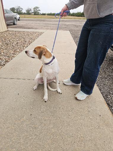 Enlarge Charlie/Ellie, a Adoptable Smooth Fox Terrier in Norton, KS image 3/6