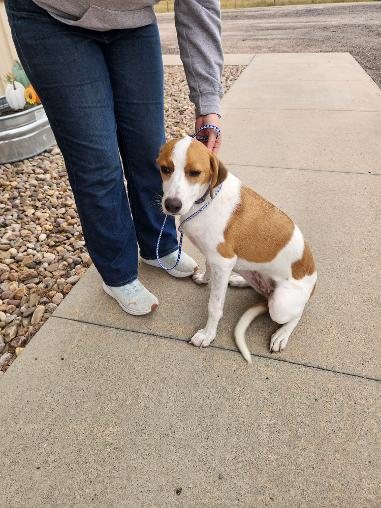 Enlarge Charlie/Ellie, a Adoptable Smooth Fox Terrier in Norton, KS image 5/6