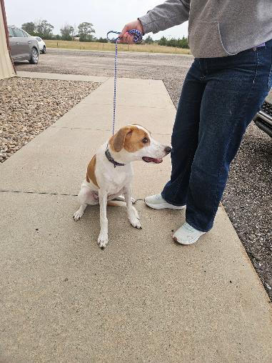 Enlarge Charlie/Ellie, a Adoptable Smooth Fox Terrier in Norton, KS image 4/6
