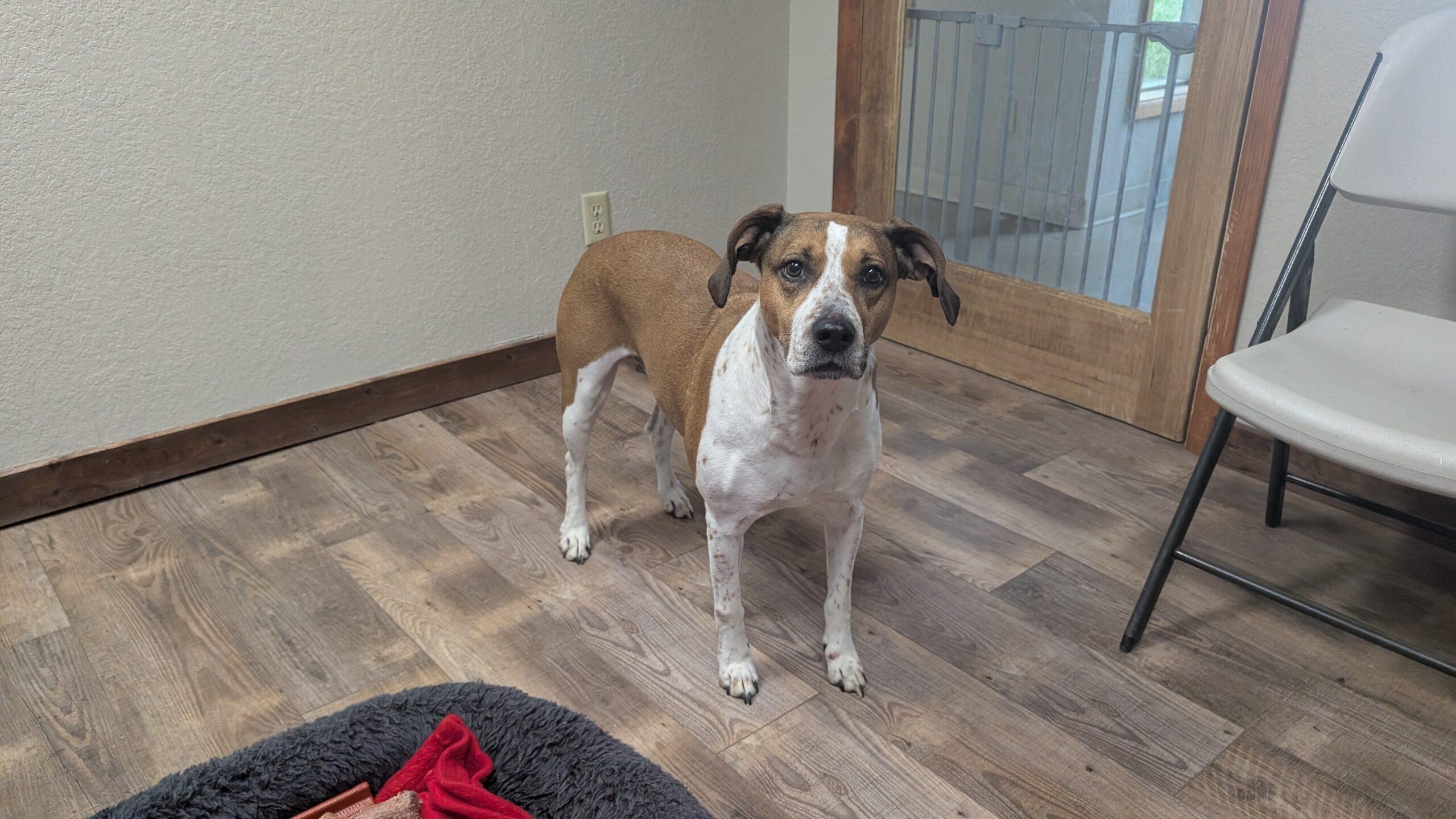 Nalah, ADOPTABLE, Adult Female Mixed Breed.